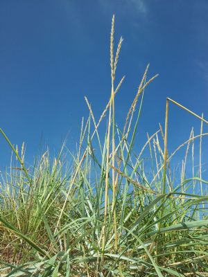 sommer dag p stranden